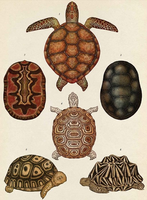 Turtles, Tortoises and Terrapins