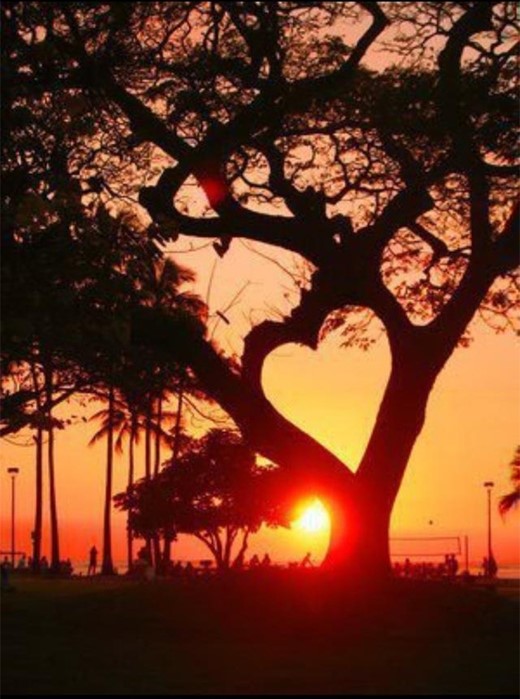 Tree heart