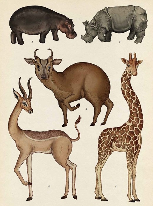 Hoofed Mammals