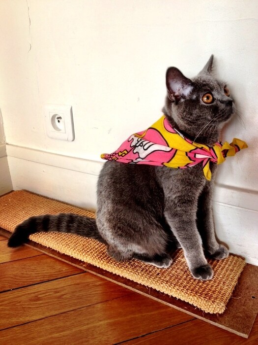 Quatre the cat