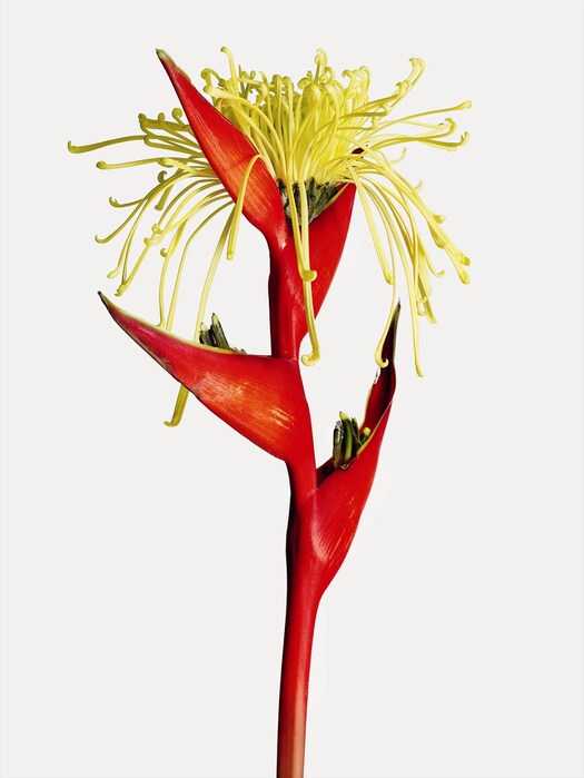 Flower work by Azuma Makoto