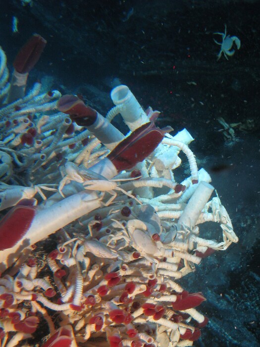 tevnia-riftia-crab
