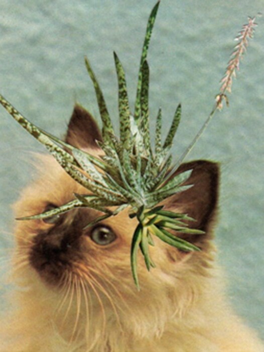 Cats and Plants