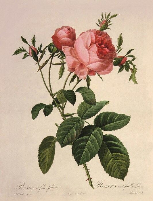 010 Jean Pierre Redoute