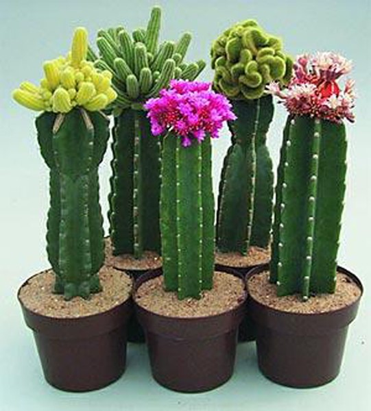 Cacti on the AnOther Loves stream