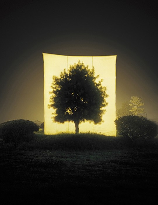 Tree #11, 2005