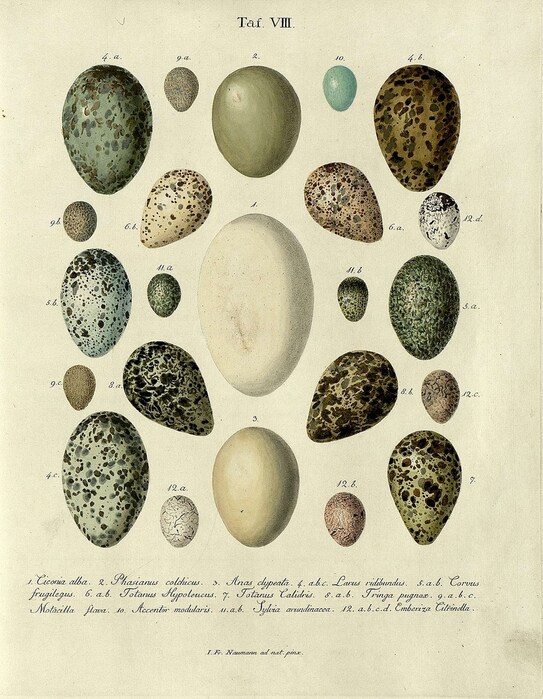 Bird Eggs, 1818