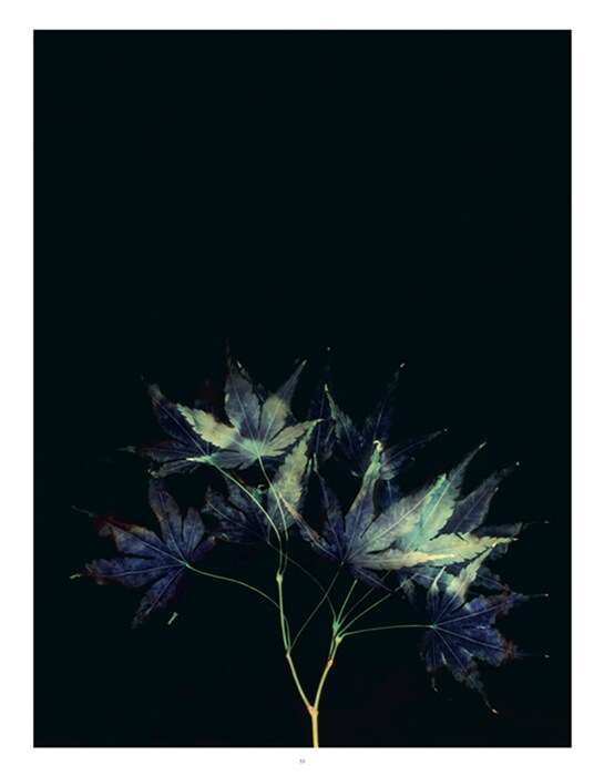 Brian Dowling, Flowers I, 2011