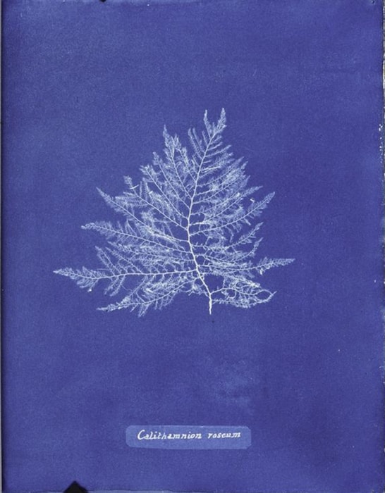 Ocean Flowers by Anna Atkins