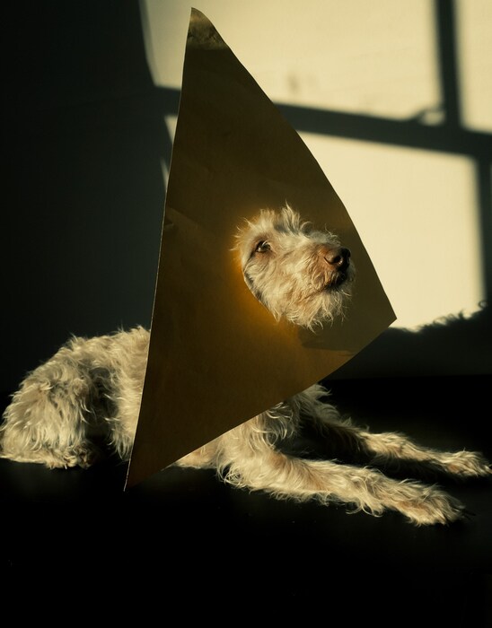 whippet