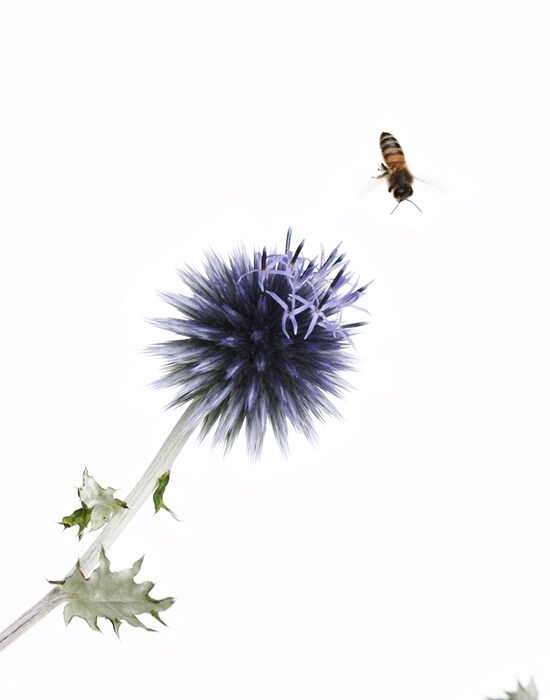 Bee and Flower
