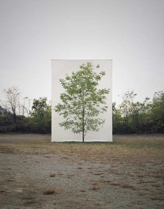 Tree #9, 2006