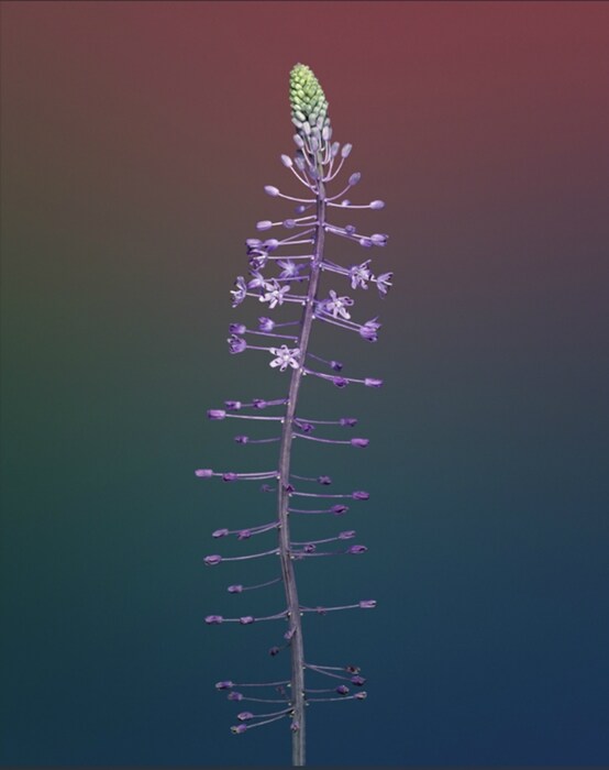 Hyacinthacea, Villa Noailles, 2007