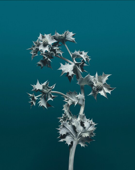 Eryngium maritimum, Villa Noailles, 2007