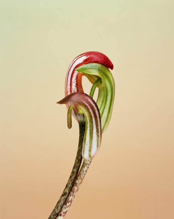 Arisarum vulgare, Villa Noailles, 2007