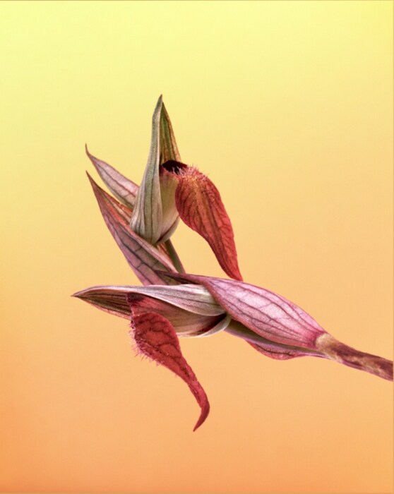 Serapias neglecta, Villa Noailles, 2007