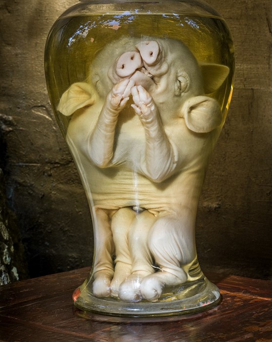 Preserved Conjoined Piglets