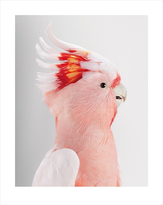 Neville, Major Mitchell’s Cockatoo