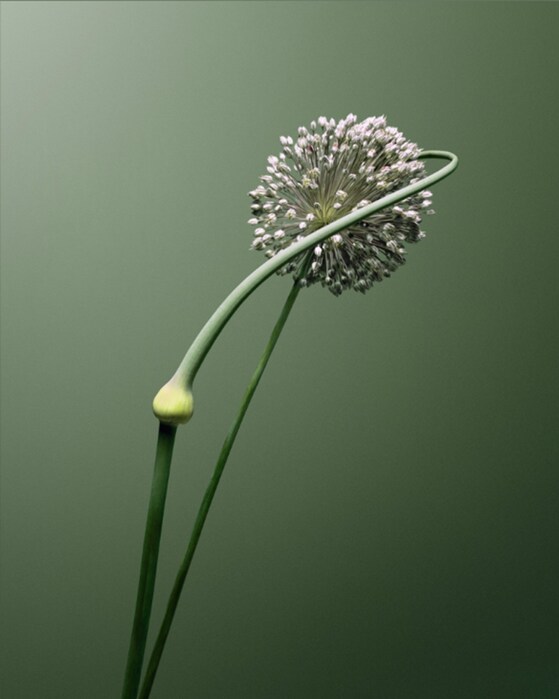 Allium sp., Villa Noailles, 2007