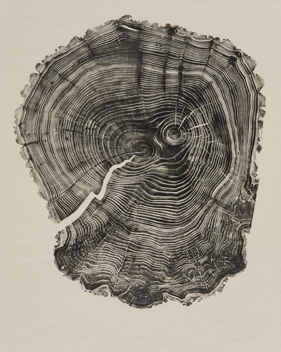 Willow, 2011