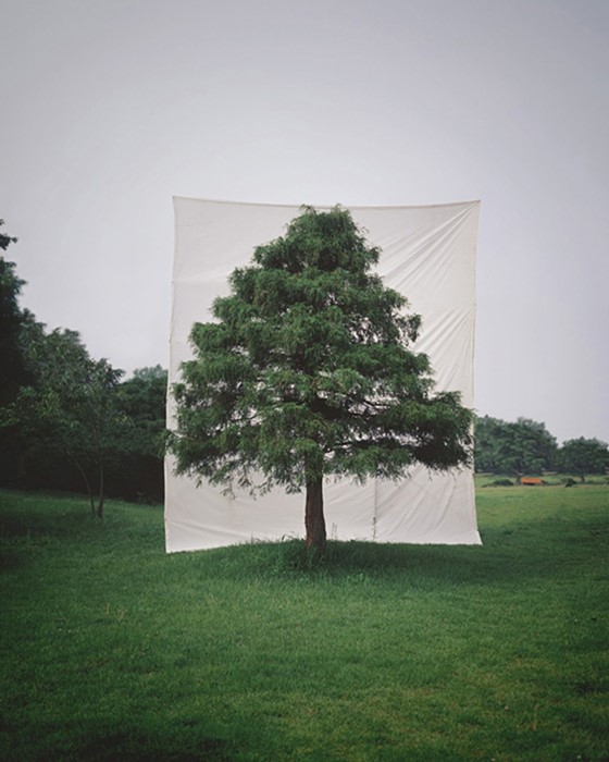 Tree #10, 2006