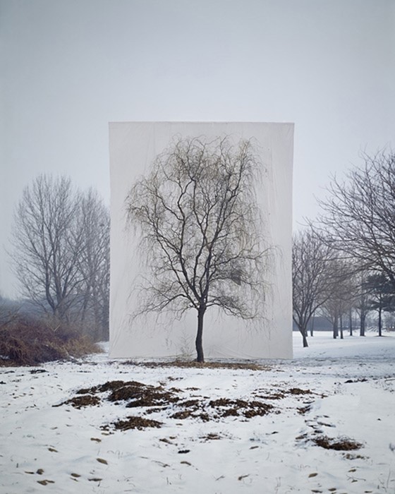 Tree #3, 2006