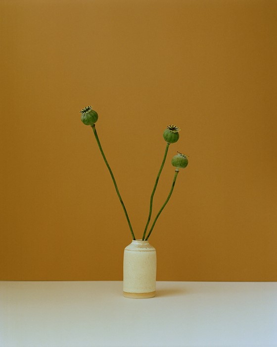 Painterly Photographs of Solitary Flower Stems | AnOther