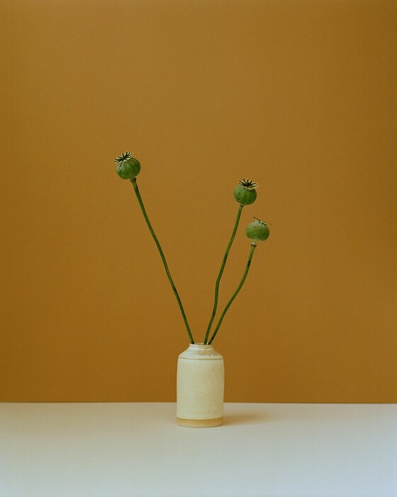 Painterly Photographs of Solitary Flower Stems | AnOther