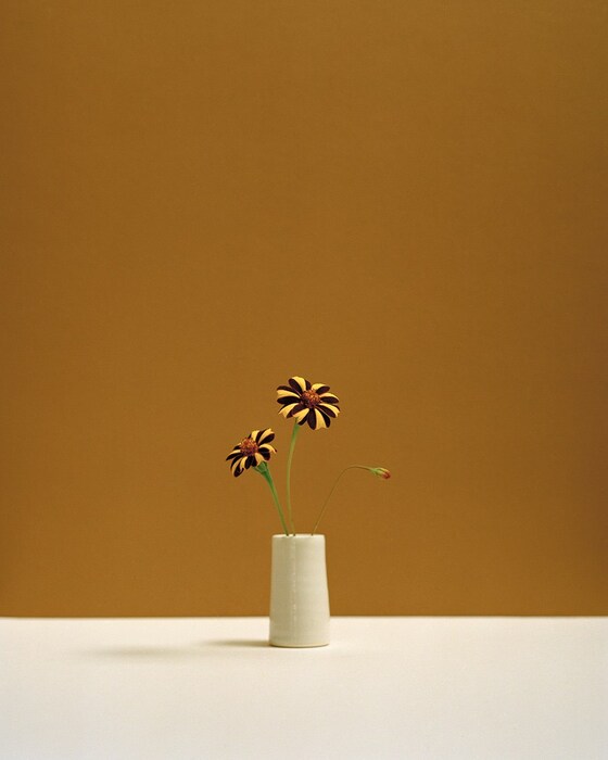 kate_friend_jester_marigold