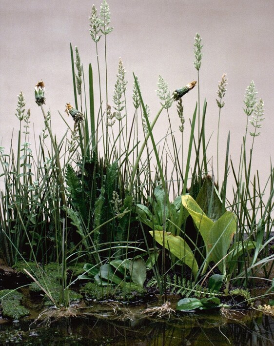 Still from Crowd, 2012