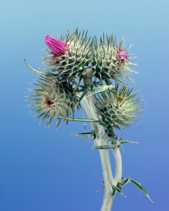 Galactites elegans, Villa Noailles, 2007