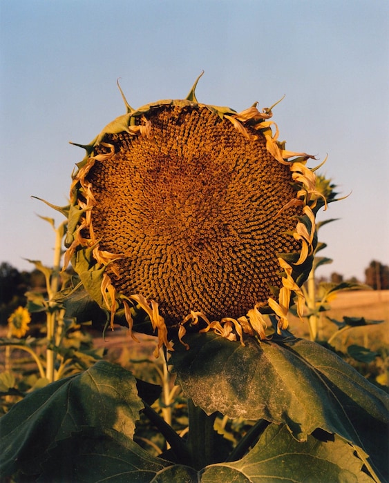 Jamie Hawkesworth