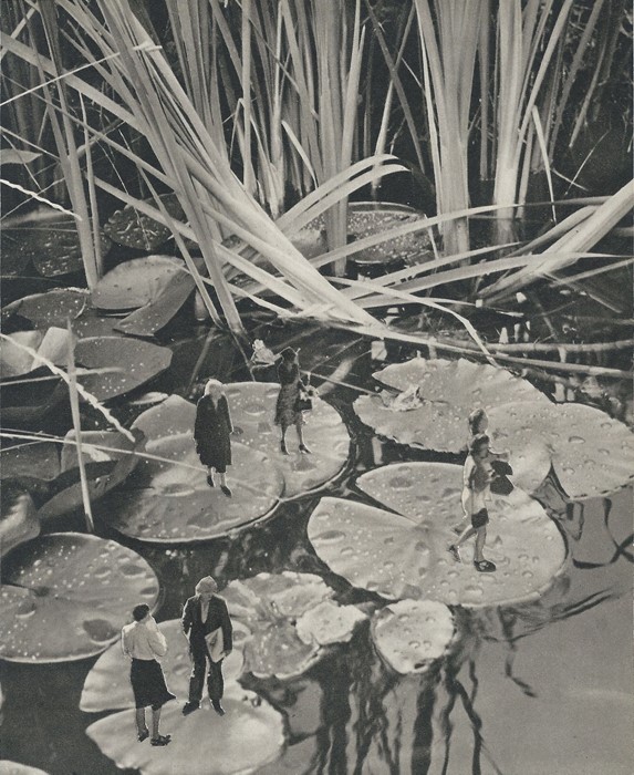 Pick a Lily Circus