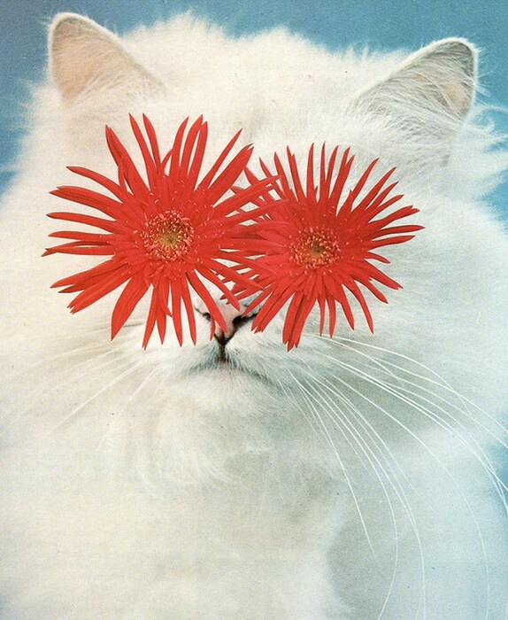 Cats and Plants