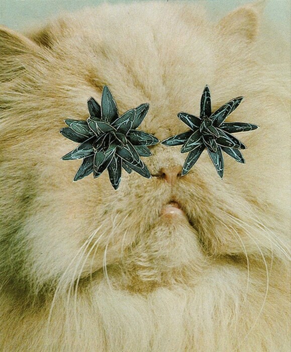 Cats and Plants
