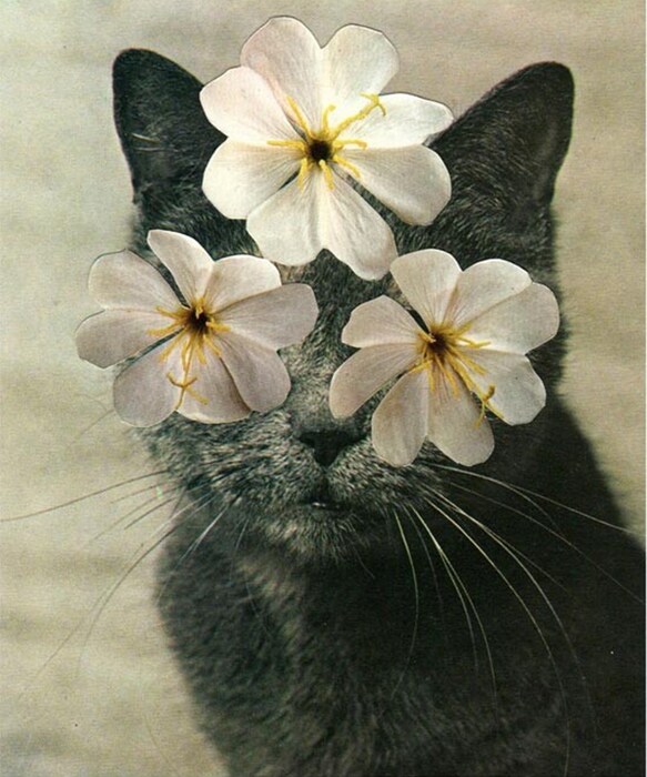 Cats and Plants