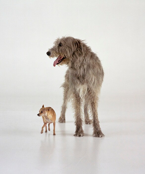 Work No. 1095, 2011