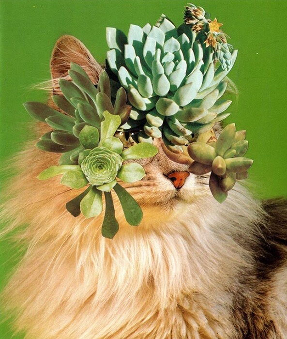 Cats and Plants