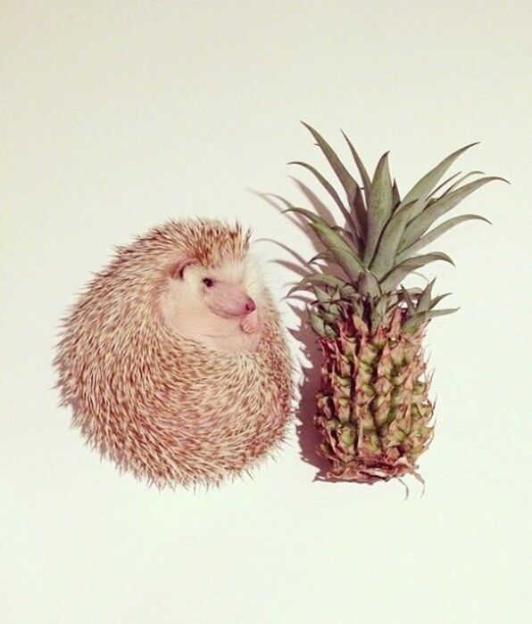 &#169; @darcytheflyinghedgehog/Instagram