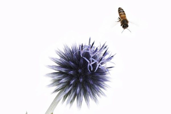 Bee and Flower