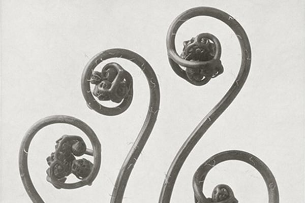 Karl Blossfeldt: Flowers | AnOther