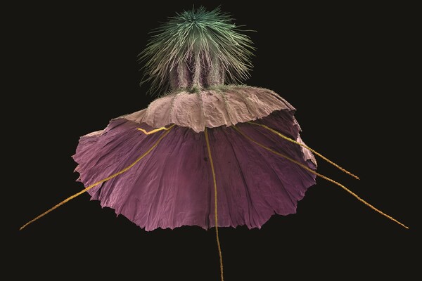 A Book About Art's Time-Honoured Fascination With Flora | AnOther