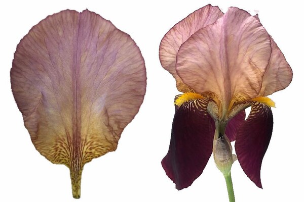 Robbie Honey A Man Of Many Petals AnOther Robbie Honey A Man Of Many Petals AnOther