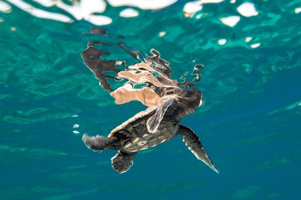 The South Pacific Islands Providing Sanctuary to Turtles | AnOther