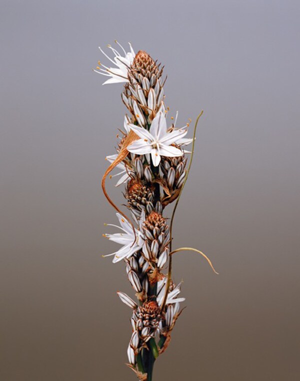 Asphodelus Ramosus-2
