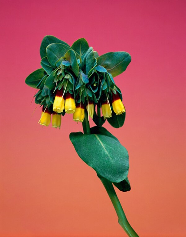 Cerinthe Major