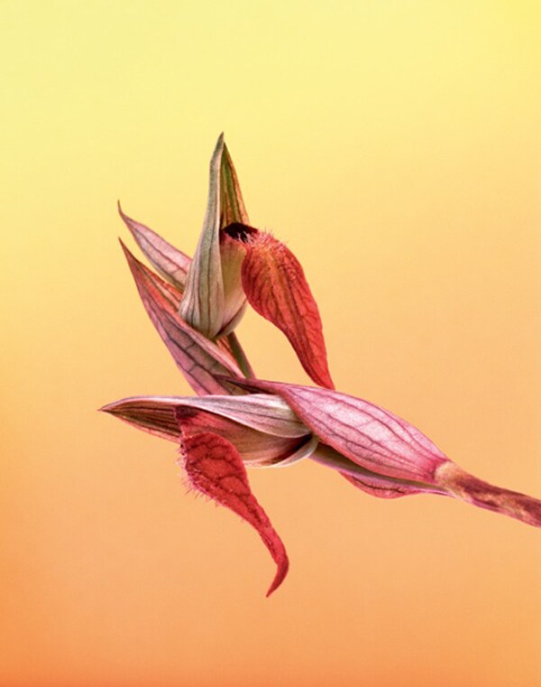 Serapias Neglecta-2
