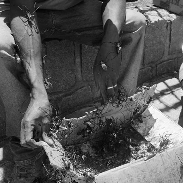 Morning delivery of Nephila Madagacariensis, the orb-weaving