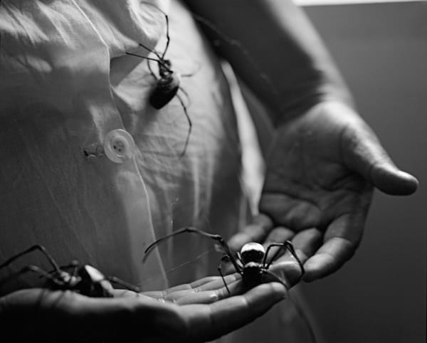 Nephila Madasgascariensis in the hands of a spinner, Antanan