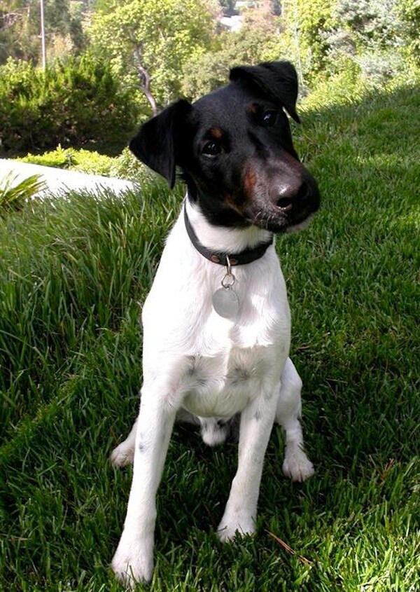 Angus at three-years-old, as chosen by Laura Bradley